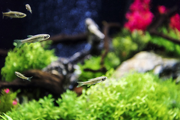 포토 JPG 여러마리 실내 어류 근접촬영 사람없음 수조 어항 민물고기 토종 왜몰개 국내포토 뷰포인트 다수 내부 수중동물 파일형식