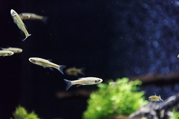 포토 JPG 여러마리 실내 어류 사람없음 수조 어항 민물고기 토종 왜몰개 국내포토 다수 내부 수중동물 파일형식