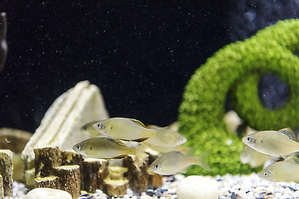 포토 JPG 여러마리 실내 어류 근접촬영 사람없음 수조 어항 민물고기 토종 낙동납자루 국내포토 뷰포인트 다수 내부 수중동물 납자루 파일형식