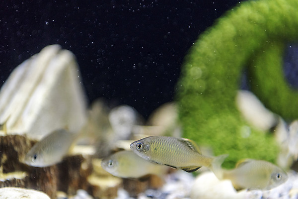 포토 JPG 여러마리 실내 어류 근접촬영 사람없음 수조 어항 민물고기 토종 낙동납자루 국내포토 뷰포인트 다수 내부 수중동물 납자루 파일형식