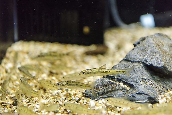 포토 JPG 여러마리 실내 어류 근접촬영 사람없음 바위 수조 어항 민물고기 토종 점몰개 국내포토 뷰포인트 다수 내부 수중동물 돌_바위 파일형식