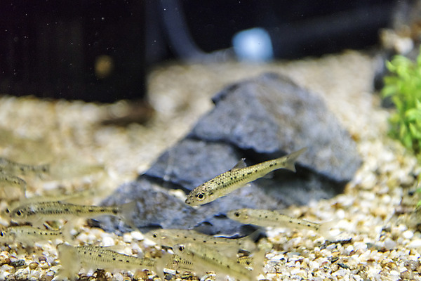 포토 JPG 여러마리 실내 어류 근접촬영 사람없음 바위 수조 어항 민물고기 토종 점몰개 국내포토 뷰포인트 다수 내부 수중동물 돌_바위 파일형식