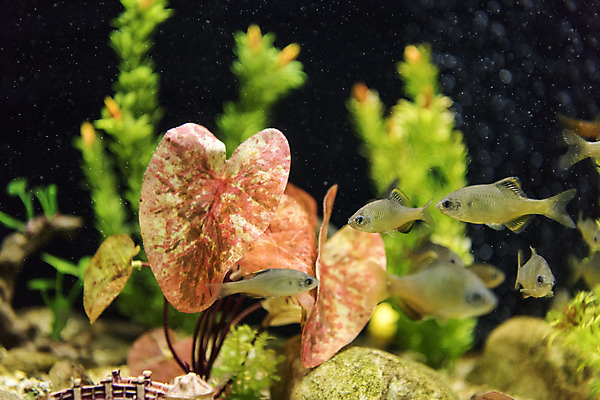 포토 JPG 여러마리 실내 어류 근접촬영 사람없음 수조 어항 민물고기 토종 칼납자루 국내포토 뷰포인트 다수 내부 수중동물 납자루 파일형식