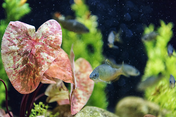 포토 JPG 여러마리 실내 어류 근접촬영 사람없음 수조 어항 민물고기 토종 칼납자루 국내포토 뷰포인트 다수 내부 수중동물 납자루 파일형식