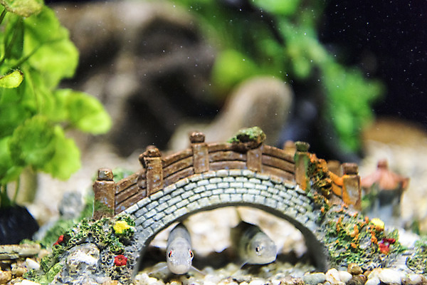 포토 JPG 두마리 실내 어류 근접촬영 사람없음 아웃포커스 수조 어항 민물고기 토종 중고기 국내포토 뷰포인트 2 촬영기법 내부 수중동물 파일형식