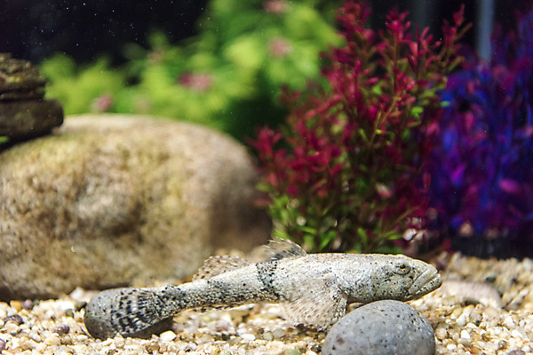 포토 JPG 한마리 실내 어류 근접촬영 사람없음 바위 수조 어항 민물고기 토종 동사리 국내포토 1 뷰포인트 내부 수중동물 돌_바위 파일형식