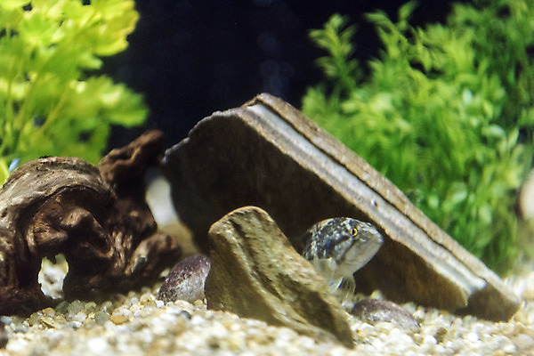 포토 JPG 한마리 실내 어류 근접촬영 사람없음 수조 어항 민물고기 토종 꺽지 국내포토 1 뷰포인트 내부 수중동물 파일형식