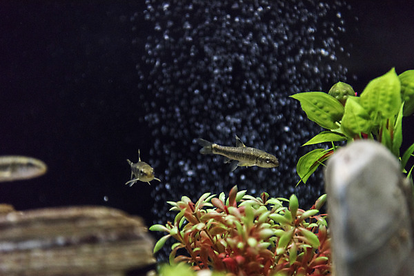 포토 JPG 실내 세마리 어류 근접촬영 사람없음 바위 수조 어항 민물고기 토종 새미 국내포토 뷰포인트 3 내부 수중동물 돌_바위 파일형식