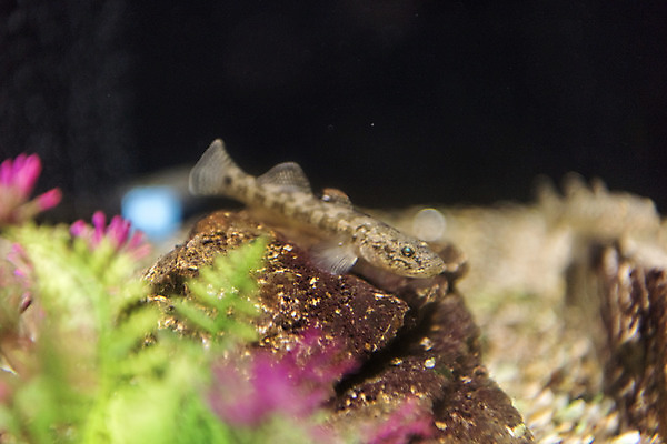 포토 JPG 한마리 실내 어류 근접촬영 사람없음 아웃포커스 바위 수조 어항 민물고기 토종 꾹저구 국내포토 1 뷰포인트 촬영기법 내부 수중동물 돌_바위 파일형식