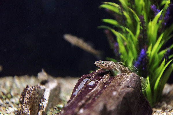 포토 JPG 실내 세마리 어류 근접촬영 사람없음 아웃포커스 수조 어항 민물고기 토종 꾹저구 국내포토 뷰포인트 촬영기법 3 내부 수중동물 파일형식