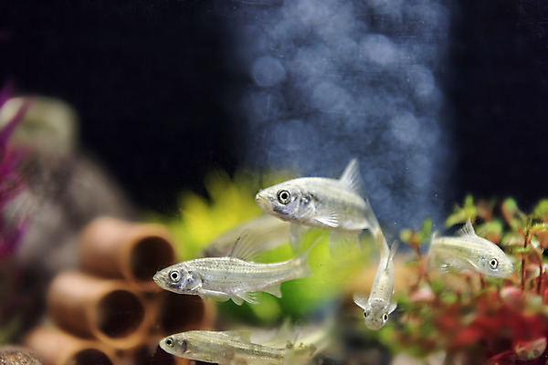 포토 JPG 여러마리 실내 어류 근접촬영 사람없음 아웃포커스 수조 어항 민물고기 토종 줄몰개 국내포토 뷰포인트 다수 촬영기법 내부 수중동물 파일형식