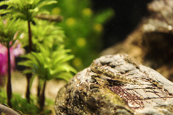 포토 JPG 한마리 실내 어류 근접촬영 사람없음 바위 수조 어항 민물고기 토종 밀어 국내포토 1 뷰포인트 내부 수중동물 돌_바위 파일형식