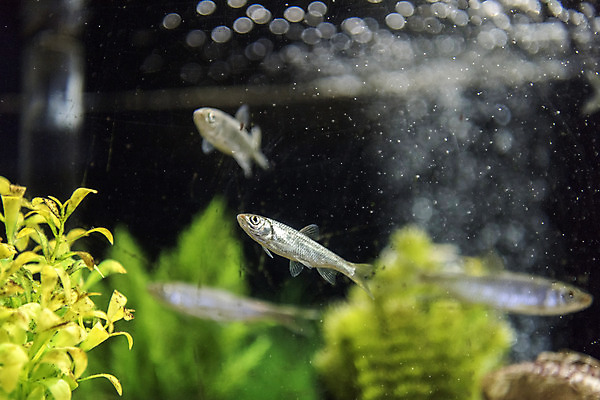 포토 JPG 여러마리 실내 어류 근접촬영 사람없음 수조 어항 민물고기 토종 피라미 국내포토 뷰포인트 다수 내부 수중동물 파일형식