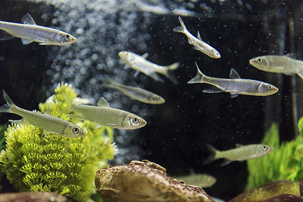 포토 JPG 여러마리 실내 어류 근접촬영 사람없음 수조 어항 민물고기 토종 피라미 국내포토 뷰포인트 다수 내부 수중동물 파일형식