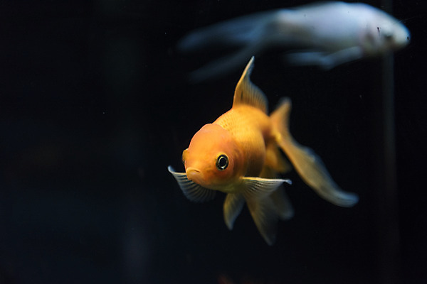 포토 JPG 두마리 실내 어류 근접촬영 사람없음 수조 어항 민물고기 금붕어 토종 국내포토 뷰포인트 2 내부 수중동물 파일형식