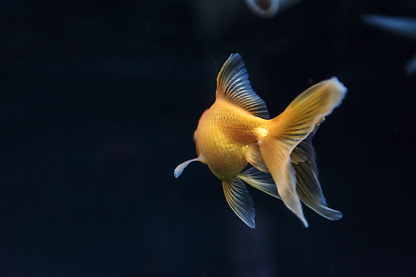 포토 JPG 한마리 실내 어류 근접촬영 사람없음 수조 어항 민물고기 금붕어 토종 국내포토 1 뷰포인트 내부 수중동물 파일형식