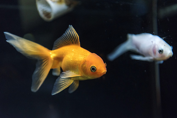 포토 JPG 두마리 실내 어류 근접촬영 사람없음 수조 어항 민물고기 금붕어 토종 국내포토 뷰포인트 2 내부 수중동물 파일형식