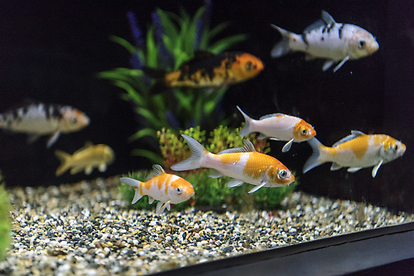 포토 JPG 여러마리 실내 어류 근접촬영 사람없음 수조 어항 민물고기 비단잉어 국내포토 뷰포인트 다수 내부 수중동물 파일형식