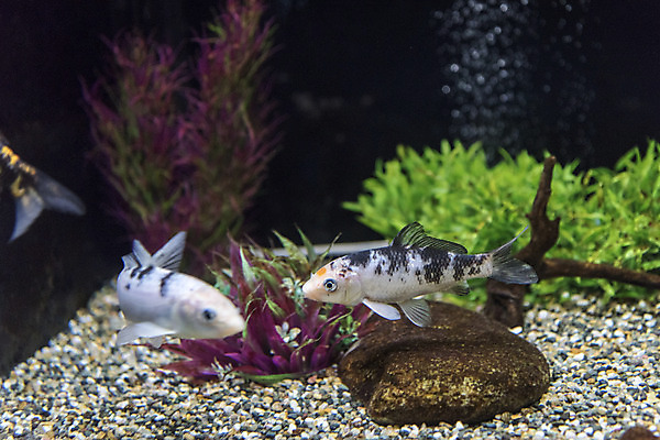 포토 JPG 두마리 실내 어류 근접촬영 사람없음 바위 수조 어항 민물고기 비단잉어 국내포토 뷰포인트 2 내부 수중동물 돌_바위 파일형식