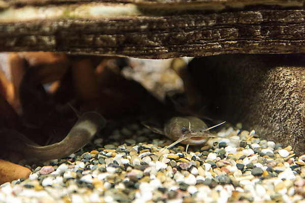 포토 JPG 한마리 실내 어류 근접촬영 사람없음 바위 수조 어항 민물고기 토종 자가사리 국내포토 1 뷰포인트 내부 수중동물 돌_바위 파일형식