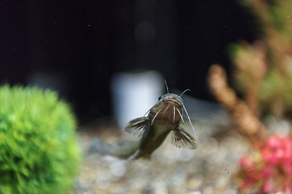 포토 JPG 한마리 실내 어류 근접촬영 사람없음 아웃포커스 수조 어항 민물고기 토종 눈동자개 국내포토 1 뷰포인트 촬영기법 내부 수중동물 파일형식 동자개