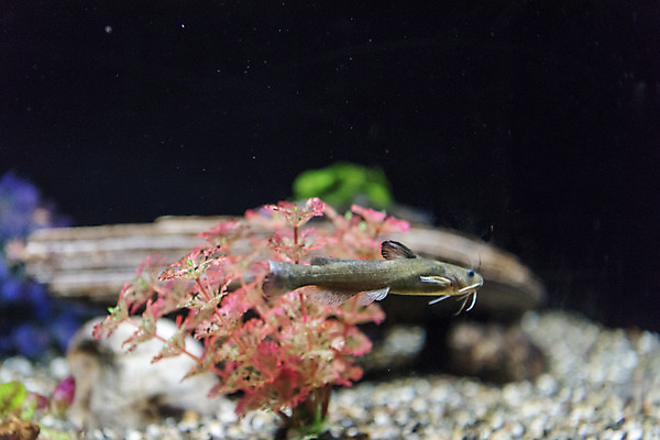 포토 JPG 한마리 실내 어류 근접촬영 사람없음 수조 어항 민물고기 토종 눈동자개 국내포토 1 뷰포인트 내부 수중동물 파일형식 동자개