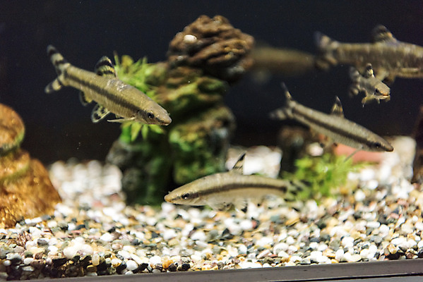 포토 JPG 여러마리 실내 어류 근접촬영 사람없음 수조 어항 민물고기 토종 감돌고기 국내포토 뷰포인트 다수 내부 수중동물 파일형식