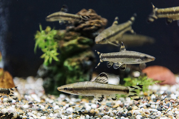 포토 JPG 여러마리 실내 어류 근접촬영 사람없음 수조 어항 민물고기 토종 감돌고기 국내포토 뷰포인트 다수 내부 수중동물 파일형식