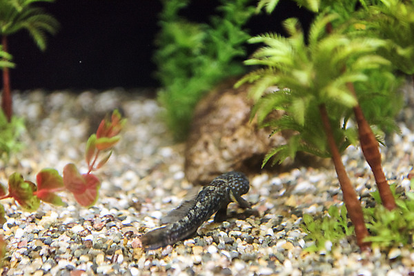 포토 JPG 한마리 실내 어류 근접촬영 사람없음 바위 수조 어항 민물고기 토종 민물검정망둑 국내포토 1 뷰포인트 내부 수중동물 돌_바위 파일형식