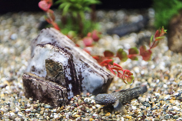 포토 JPG 한마리 실내 어류 근접촬영 사람없음 바위 수조 어항 민물고기 토종 민물검정망둑 국내포토 1 뷰포인트 내부 수중동물 돌_바위 파일형식