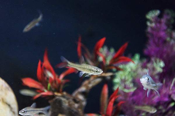 포토 JPG 여러마리 실내 어류 근접촬영 사람없음 수조 어항 민물고기 토종 참붕어 국내포토 뷰포인트 다수 내부 수중동물 파일형식