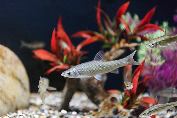 포토 JPG 여러마리 실내 어류 근접촬영 사람없음 수조 어항 민물고기 토종 참붕어 국내포토 뷰포인트 다수 내부 수중동물 파일형식