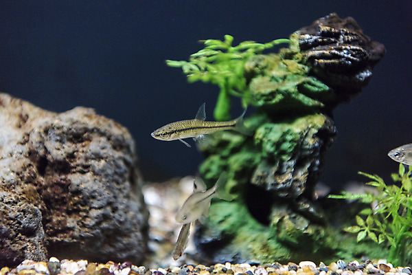 포토 JPG 여러마리 실내 어류 근접촬영 사람없음 바위 수조 어항 민물고기 토종 떡납줄갱이 국내포토 뷰포인트 다수 내부 수중동물 돌_바위 파일형식