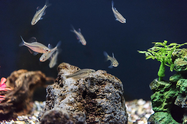 포토 JPG 여러마리 실내 어류 근접촬영 사람없음 바위 수조 어항 민물고기 토종 떡납줄갱이 국내포토 뷰포인트 다수 내부 수중동물 돌_바위 파일형식