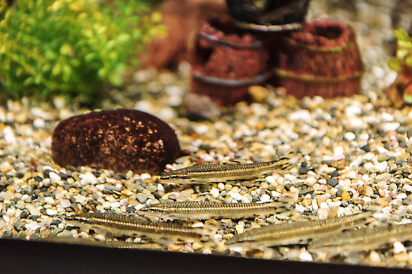 포토 JPG 여러마리 실내 어류 근접촬영 사람없음 바위 수조 어항 민물고기 토종 국내포토 뷰포인트 다수 내부 수중동물 돌_바위 파일형식