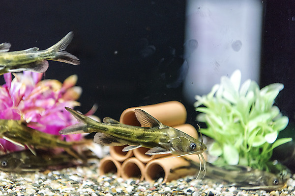 포토 JPG 여러마리 실내 어류 근접촬영 사람없음 수조 어항 민물고기 토종 동자개 국내포토 뷰포인트 다수 내부 수중동물 파일형식