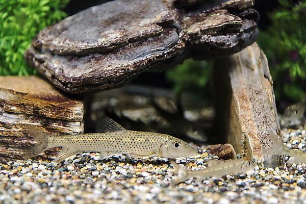 포토 JPG 실내 세마리 어류 근접촬영 사람없음 바위 수조 어항 민물고기 토종 참마자 국내포토 뷰포인트 3 내부 수중동물 돌_바위 파일형식