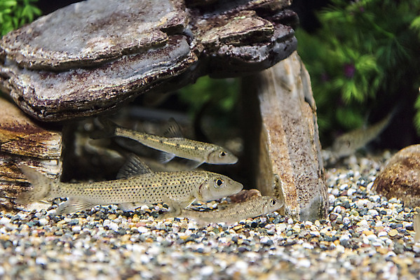 포토 JPG 여러마리 실내 어류 근접촬영 사람없음 바위 수조 어항 민물고기 토종 참마자 국내포토 뷰포인트 다수 내부 수중동물 돌_바위 파일형식
