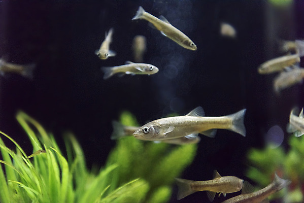 포토 JPG 여러마리 실내 어류 근접촬영 사람없음 수조 어항 민물고기 토종 버들치 국내포토 뷰포인트 다수 내부 수중동물 파일형식