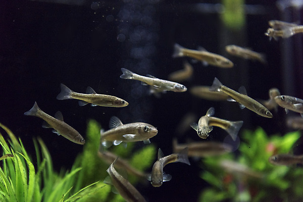 포토 JPG 여러마리 실내 어류 근접촬영 사람없음 수조 어항 민물고기 토종 버들치 국내포토 뷰포인트 다수 내부 수중동물 파일형식