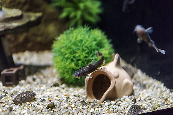 포토 JPG 두마리 실내 어류 근접촬영 사람없음 수조 어항 민물고기 토종 대농갱이 국내포토 뷰포인트 2 내부 수중동물 파일형식