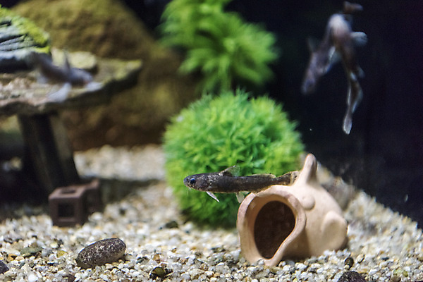 포토 JPG 두마리 실내 어류 근접촬영 사람없음 수조 어항 민물고기 토종 대농갱이 국내포토 뷰포인트 2 내부 수중동물 파일형식