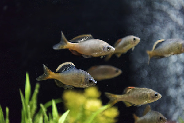 포토 JPG 여러마리 실내 어류 근접촬영 사람없음 수조 어항 민물고기 토종 묵납자루 국내포토 뷰포인트 다수 내부 수중동물 파일형식