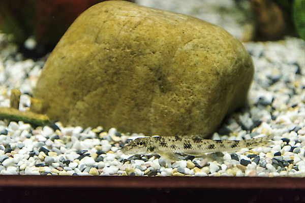 포토 JPG 한마리 실내 어류 근접촬영 사람없음 바위 수조 어항 민물고기 토종 모래무지 국내포토 1 뷰포인트 내부 수중동물 돌_바위 파일형식