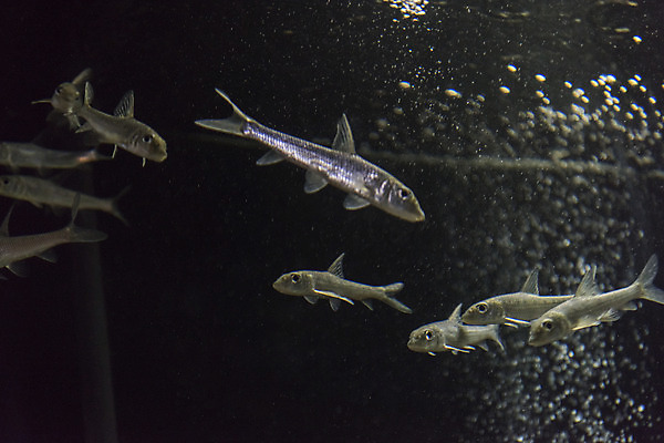 포토 JPG 여러마리 실내 어류 근접촬영 사람없음 수조 어항 민물고기 토종 누치 국내포토 뷰포인트 다수 내부 수중동물 파일형식