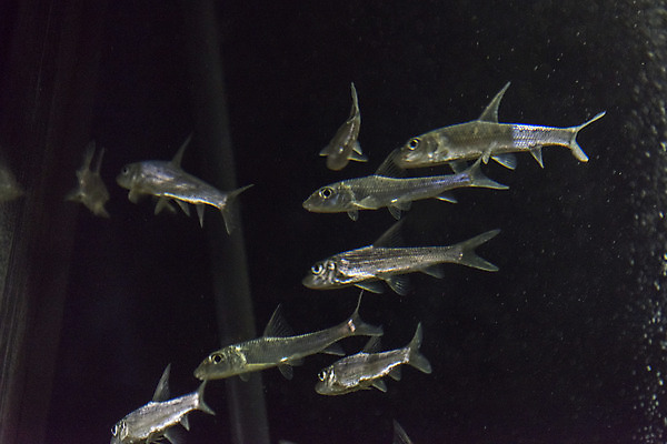 포토 JPG 여러마리 실내 어류 근접촬영 사람없음 수조 어항 민물고기 토종 누치 국내포토 뷰포인트 다수 내부 수중동물 파일형식