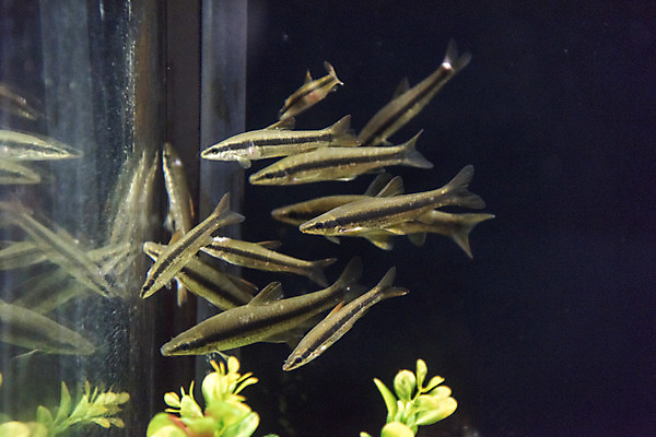 포토 JPG 여러마리 실내 어류 근접촬영 사람없음 수조 어항 민물고기 토종 돌고기 국내포토 뷰포인트 다수 내부 수중동물 파일형식