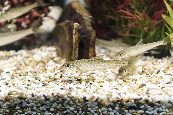 포토 JPG 실내 세마리 어류 근접촬영 사람없음 바위 수조 어항 민물고기 토종 피라미 국내포토 뷰포인트 3 내부 수중동물 돌_바위 파일형식