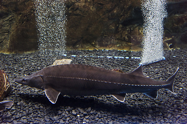 포토 JPG 한마리 실내 어류 근접촬영 사람없음 수조 어항 민물고기 철갑상어 국내포토 1 뷰포인트 내부 수중동물 파일형식