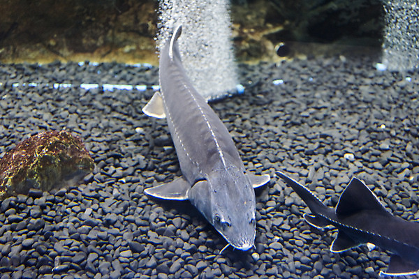 포토 JPG 두마리 실내 어류 근접촬영 사람없음 수조 어항 민물고기 철갑상어 국내포토 뷰포인트 2 내부 수중동물 파일형식